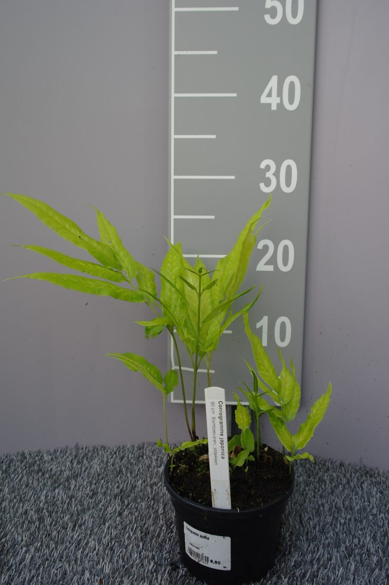 Coniogramme Japonica - Afbeelding 2