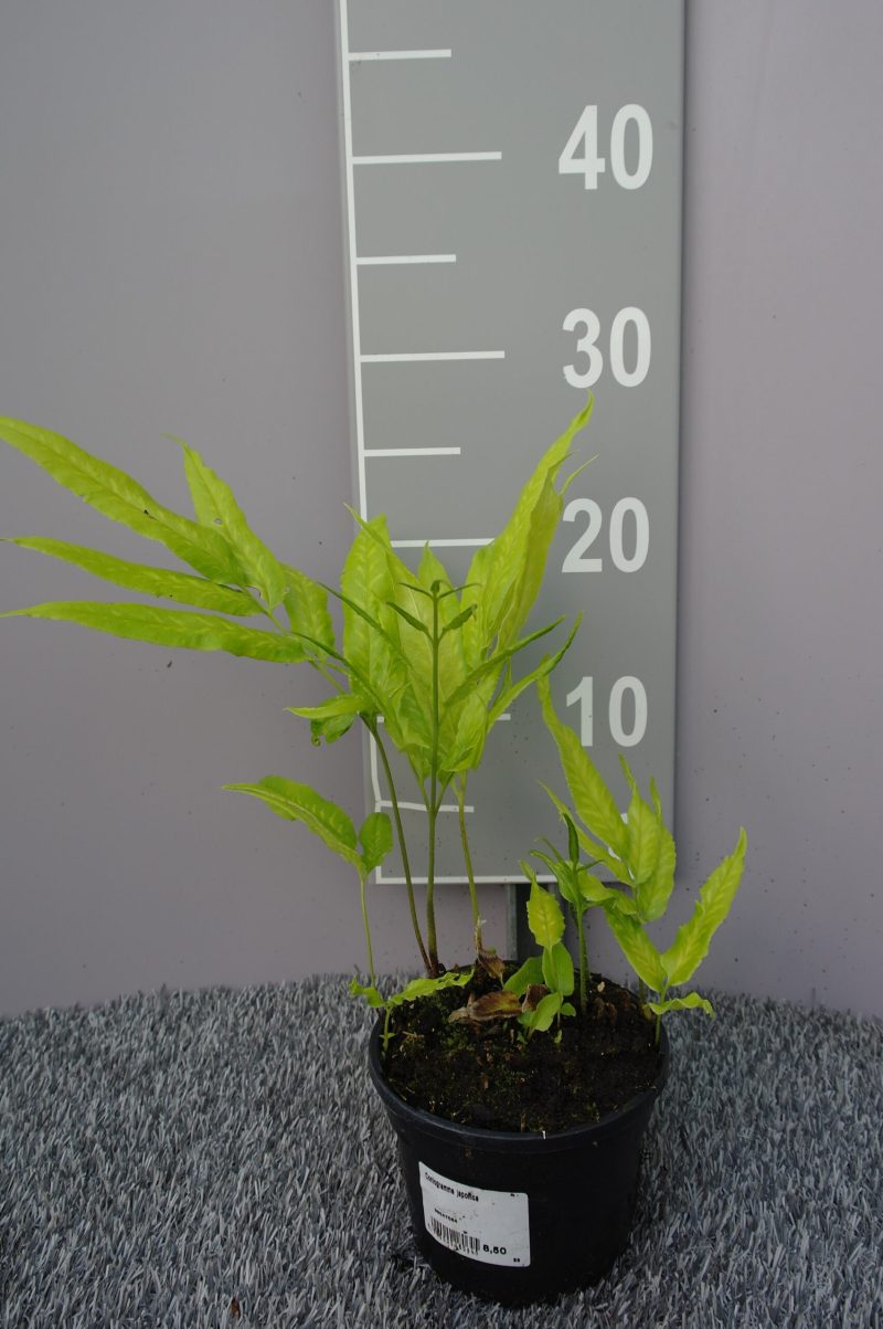 Coniogramme Japonica