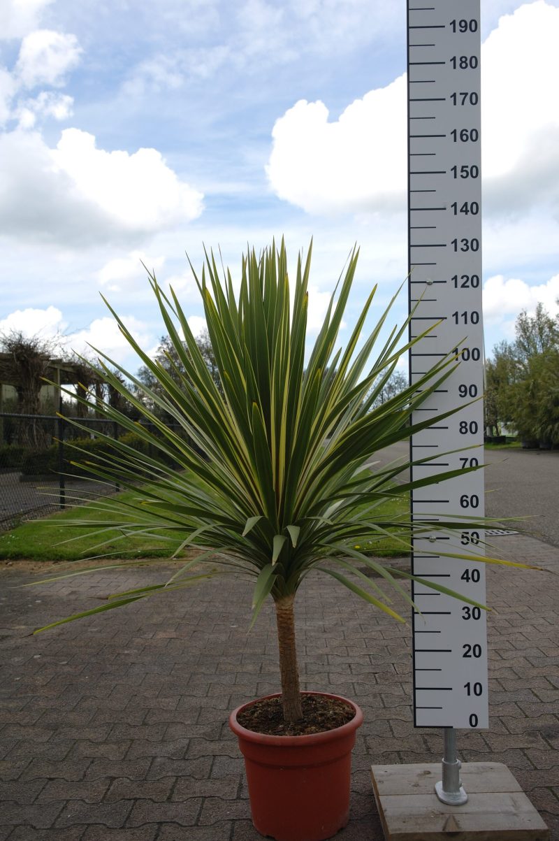 Cordyline Australis Dazzler