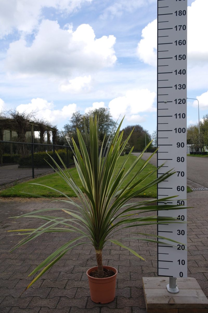 Cordyline Australis 'Torbay Dazzler'