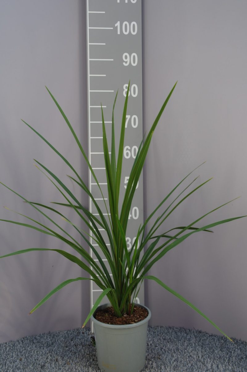 Cordyline Australis 'Green Star'