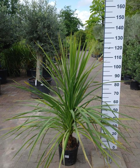 Cordyline Indivisa
