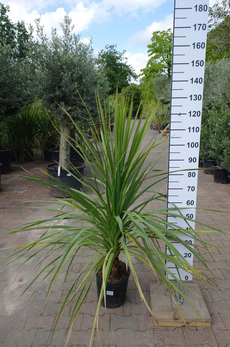 Cordyline Indivisa