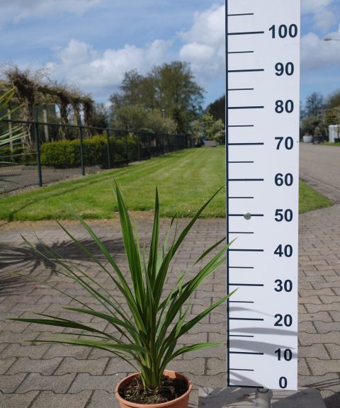 Cordyline Australis Peko