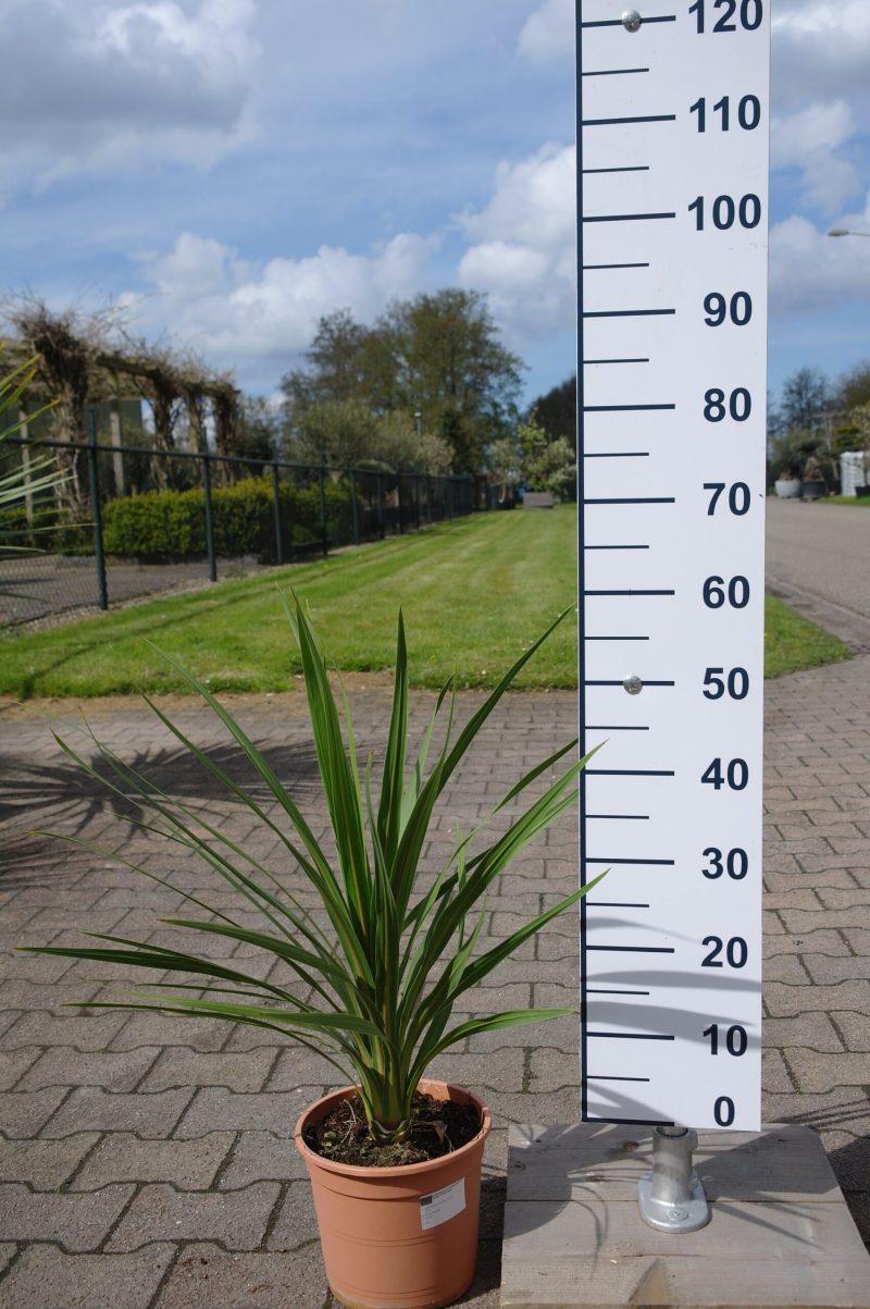Cordyline Australis Peko