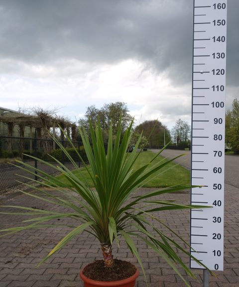 Cordyline Australis Peko