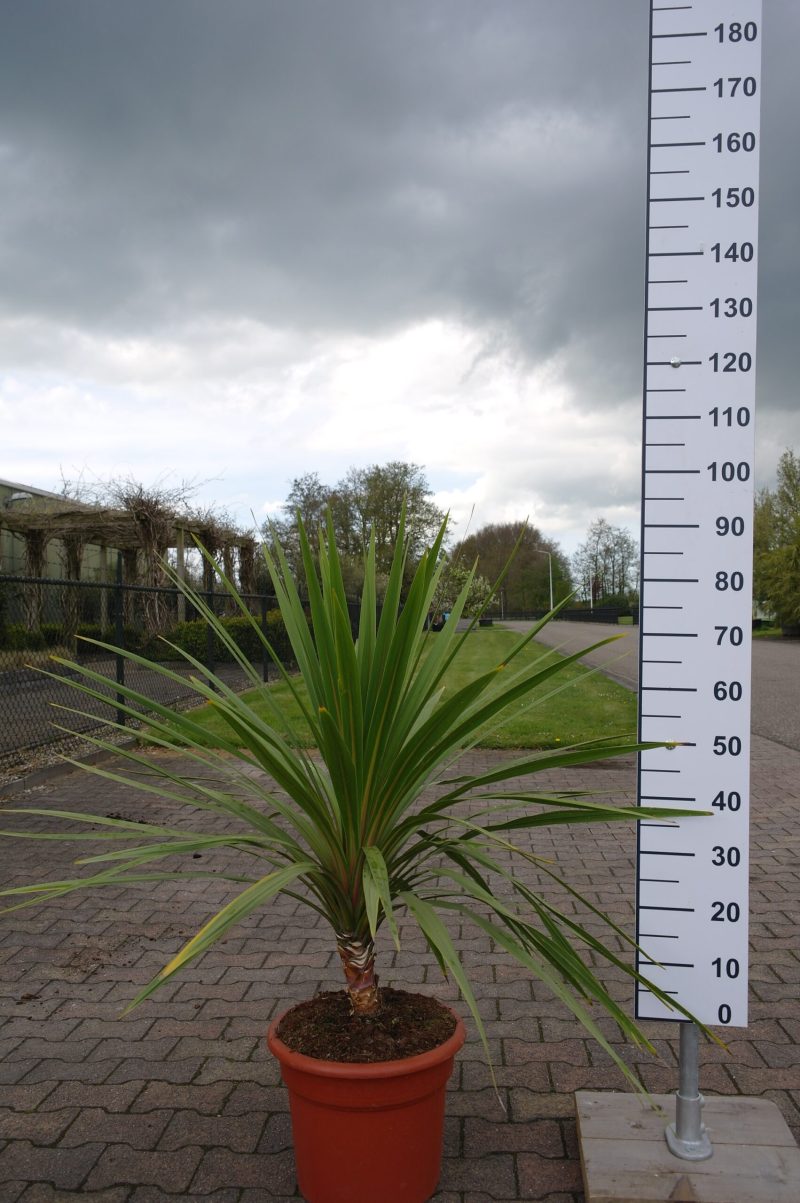 Cordyline Australis Peko