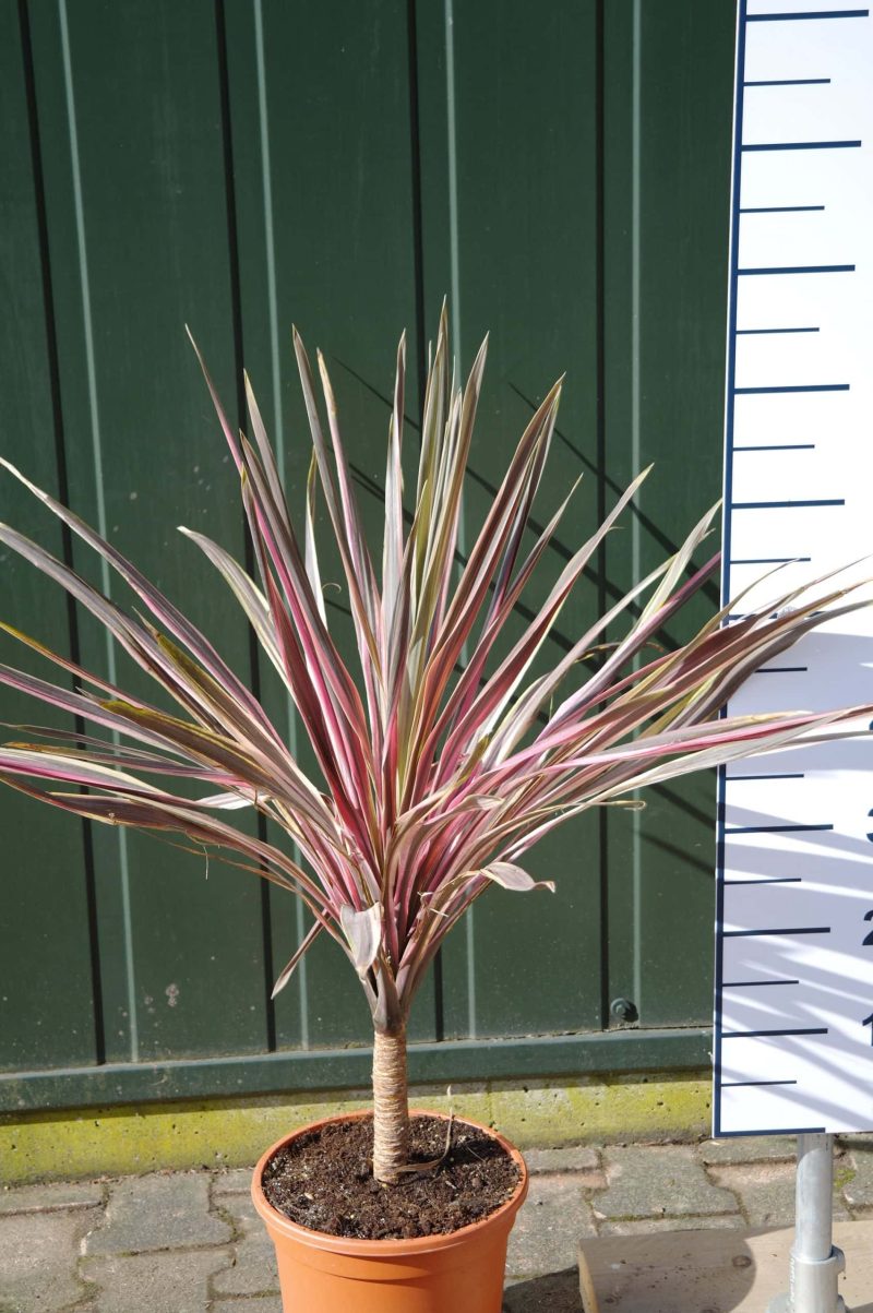 Cordyline Australis 'Pink Fire' - Afbeelding 2