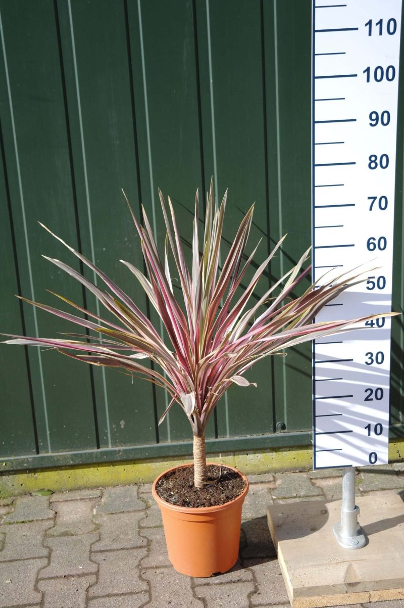 Cordyline Australis 'Pink Fire'