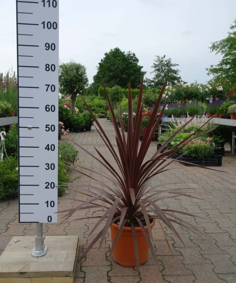 Cordyline