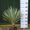Cordyline Australis 'Torbay Dazzler'