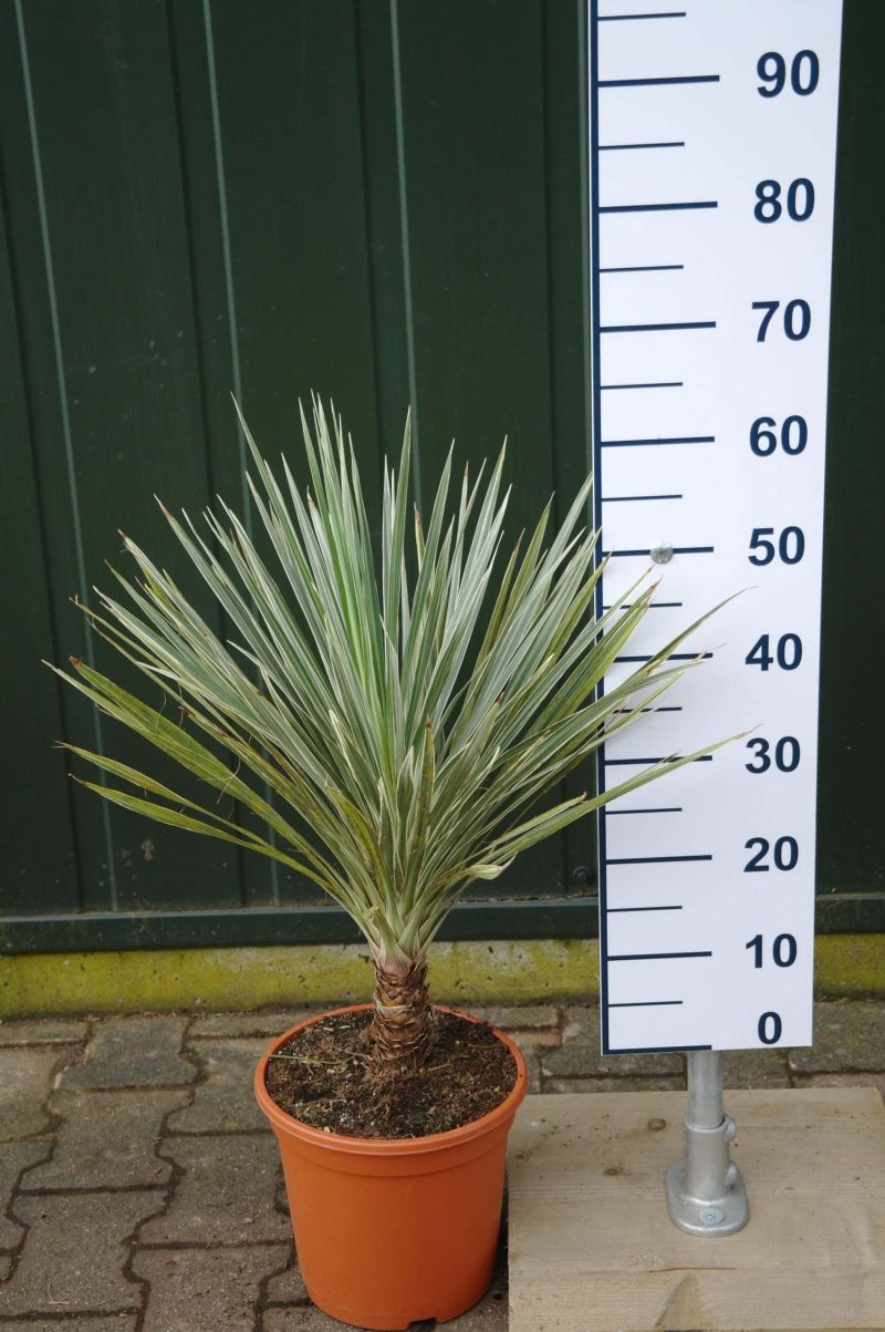 Cordyline Australis 'Torbay Dazzler'