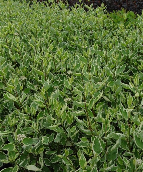 Cornus 'Stellar Pink'