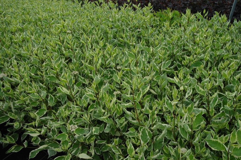 Cornus Kousa 'China Girl'