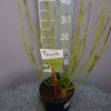 Cornus Stolonifera 'Flaviramea'