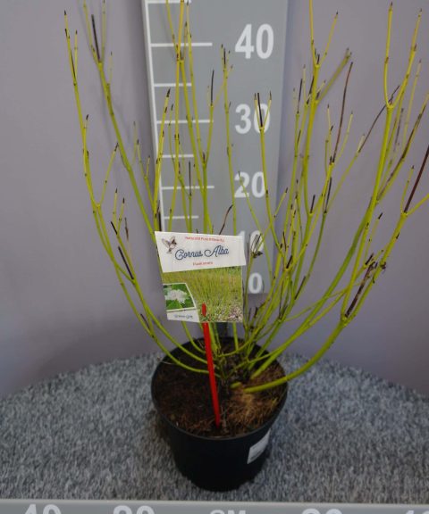 Cornus Stolonifera 'Flaviramea'