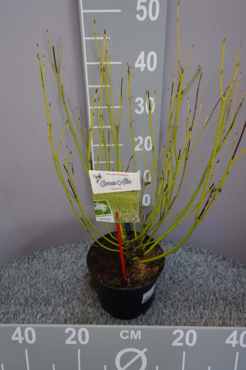 Cornus Stolonifera 'Flaviramea'