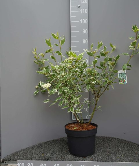 Cornus Alba Sibirica Variegata