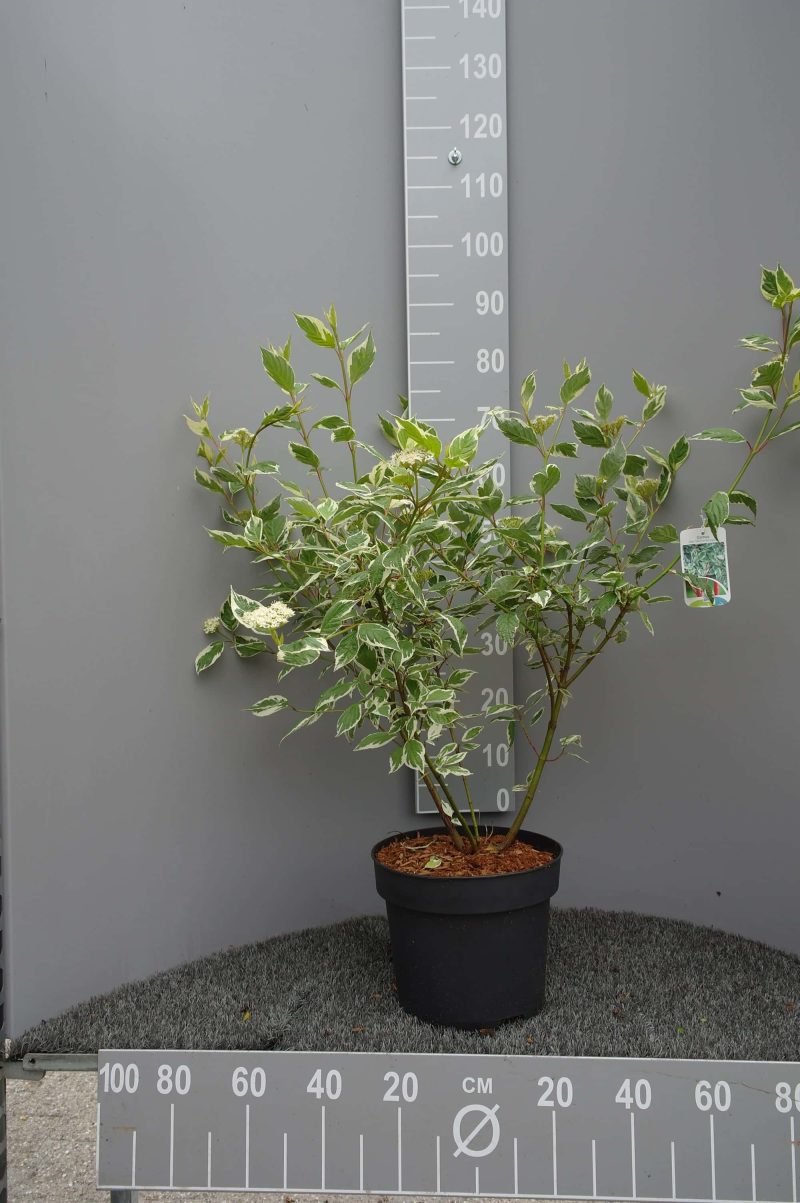 Cornus Alba Sibirica Variegata