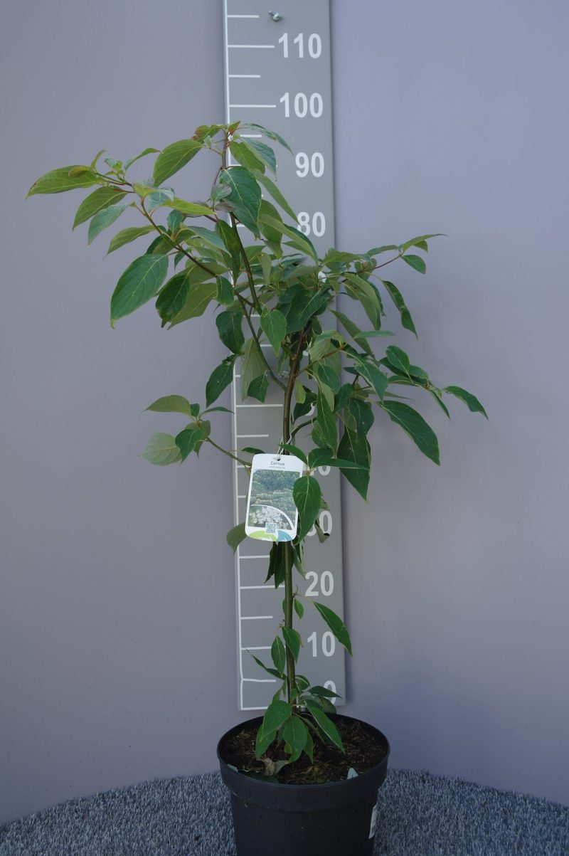 Cornus Controversa