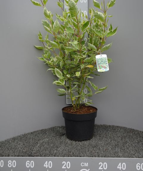 Cornus Alba 'Elegantissima'
