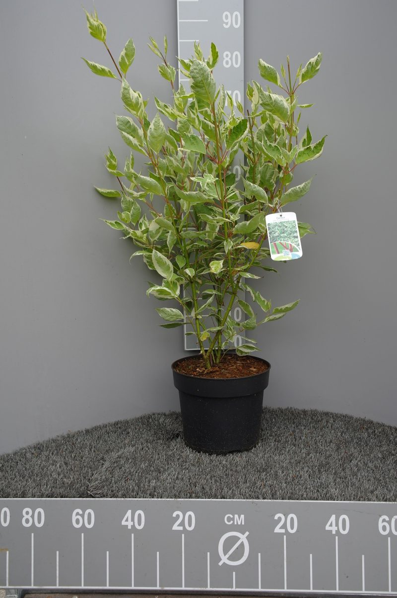 Cornus Alba 'Elegantissima'