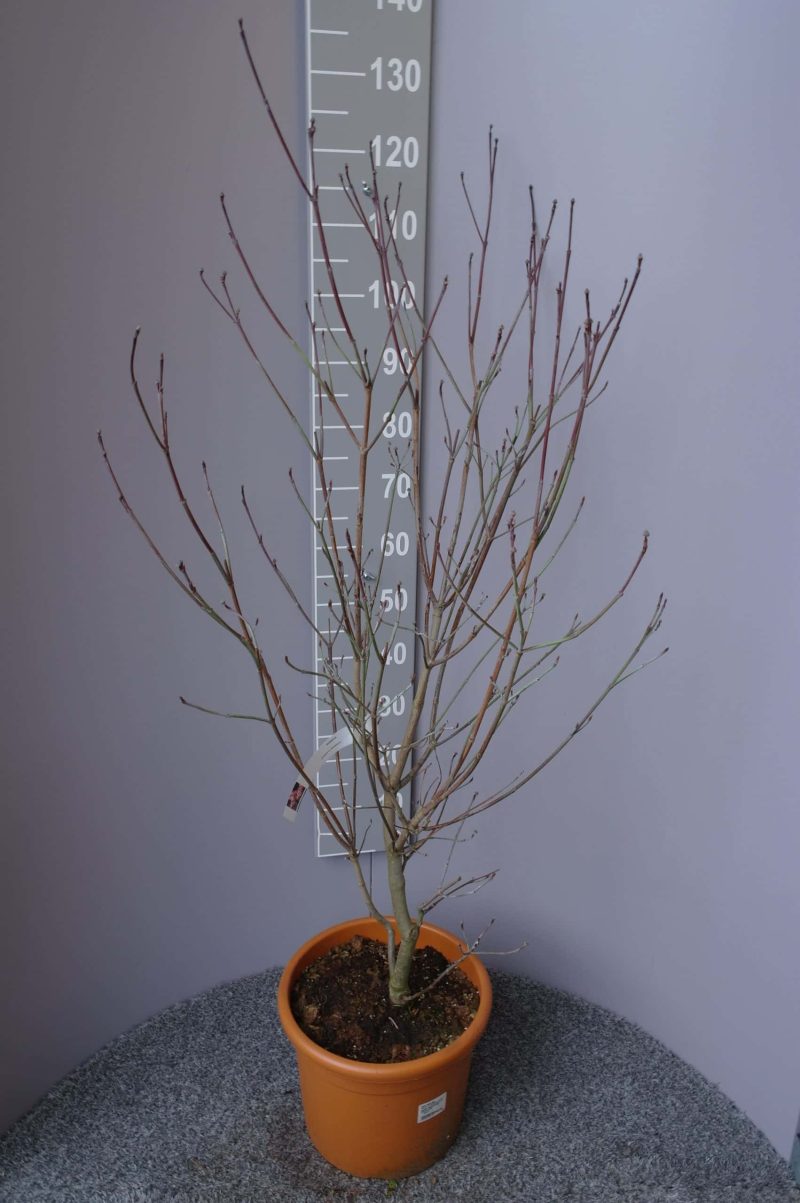 Cornus Florida 'Rubra' - Afbeelding 2