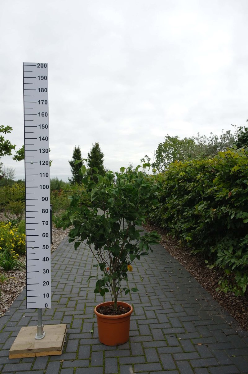 Cornus Florida 'Rubra'