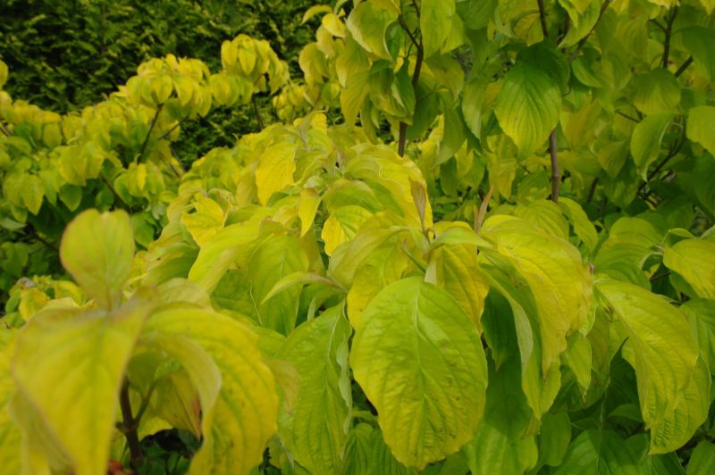 Cornus Kousa 'Clear moon' - Afbeelding 2