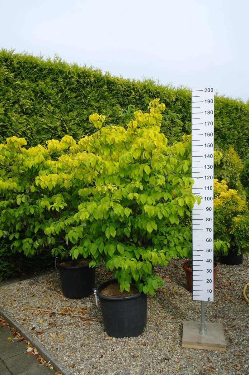 Cornus Kousa 'Clear moon'