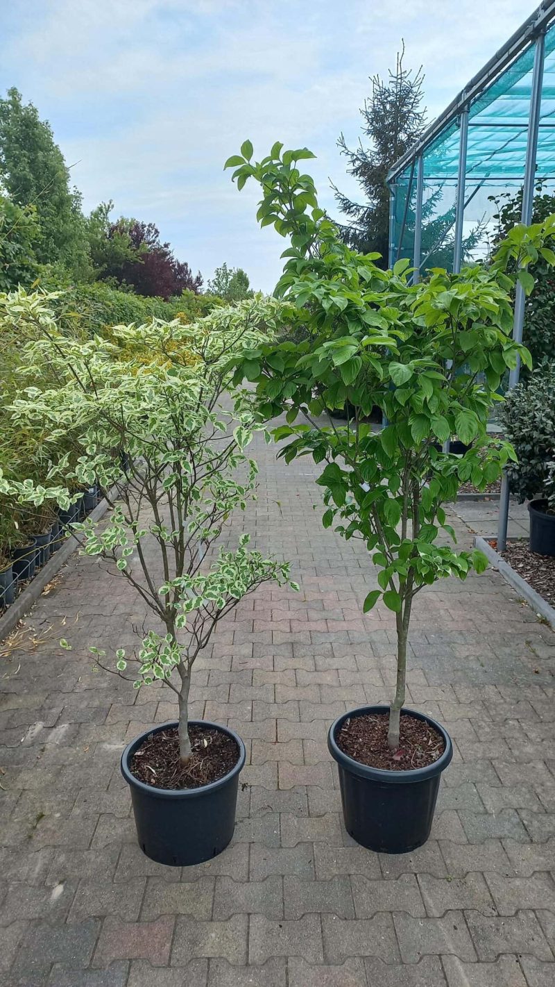 Cornus Kousa mix