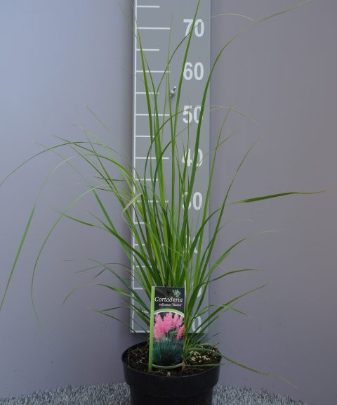 Cortaderia selloana 'Senior' – Pampasgras