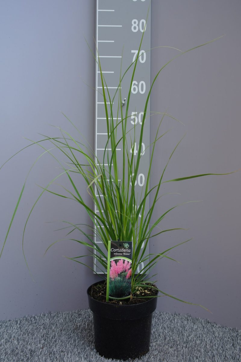 Cortaderia selloana Rosea – Pampasgras