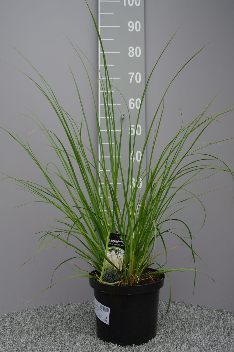 Cortaderia selloana 'Sunningdale Silver' – Pampasgras