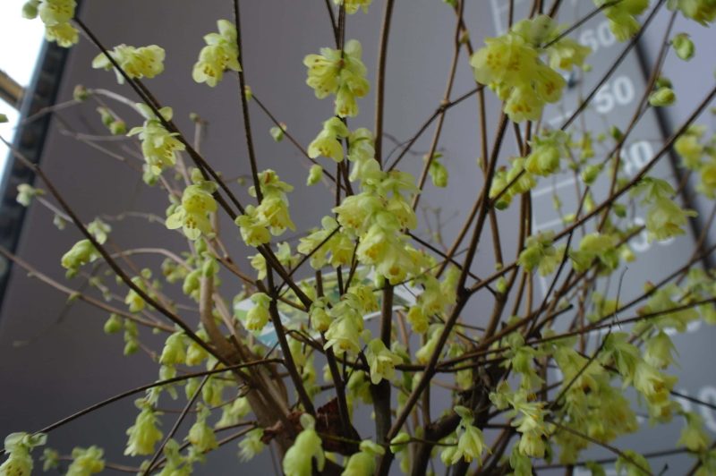 Corylopsis Pauciflora - Afbeelding 2