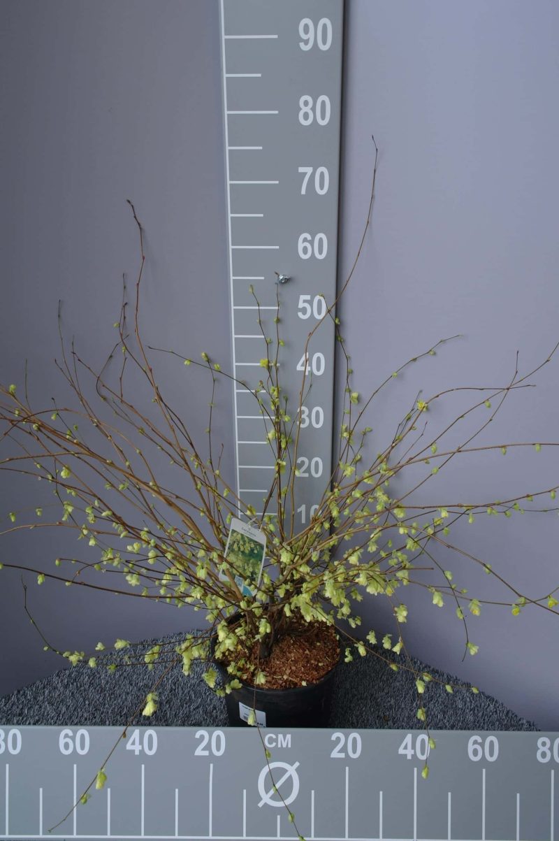 Corylopsis Pauciflora
