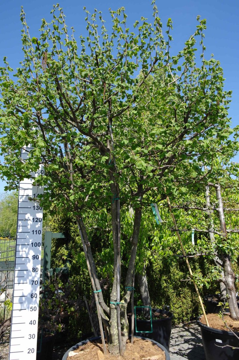 Corylus avellana - Afbeelding 2