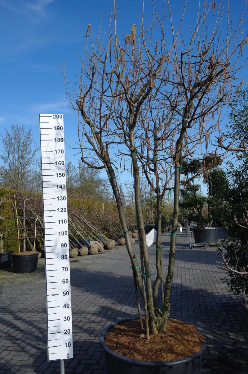 Corylus avellana