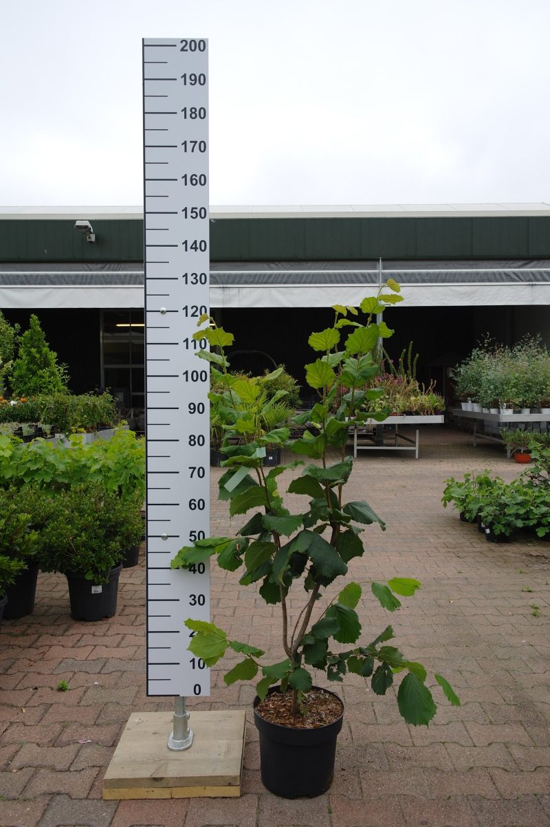 Corylus Pearson's Prolific Hazelnoot - Afbeelding 3
