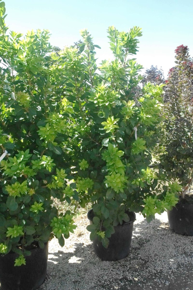 Cotinus coggygria Flame - Afbeelding 2