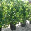 Cotinus coggygria Flame