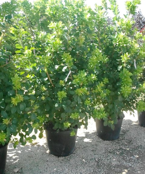 Cotinus coggygria Flame