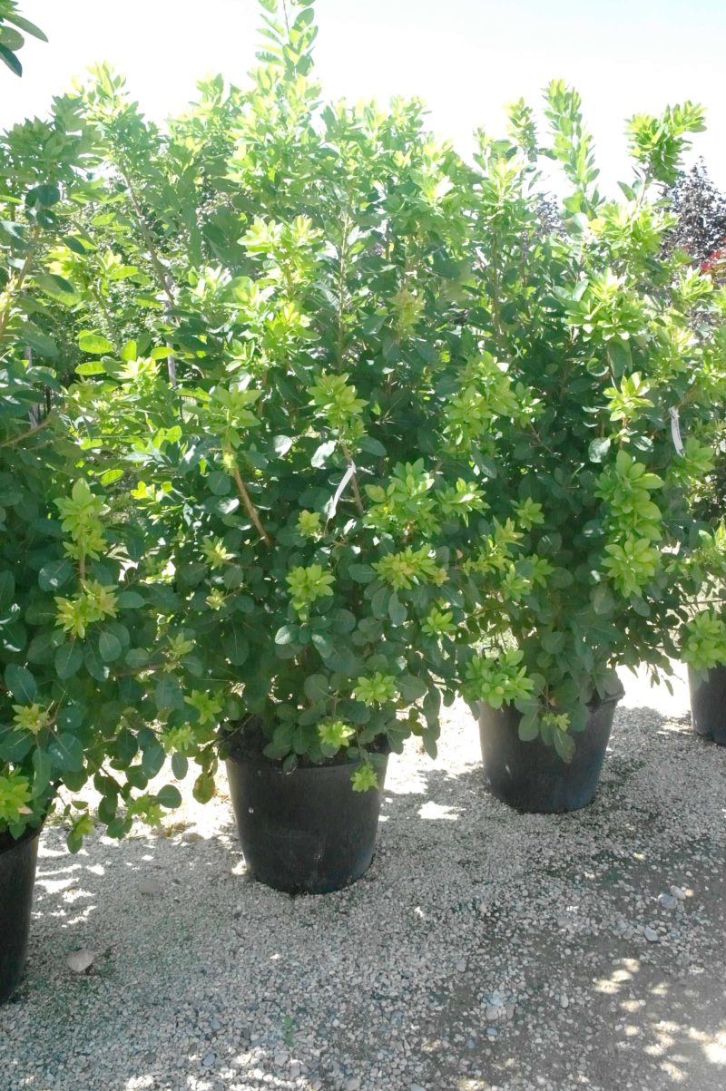 Cotinus coggygria Flame