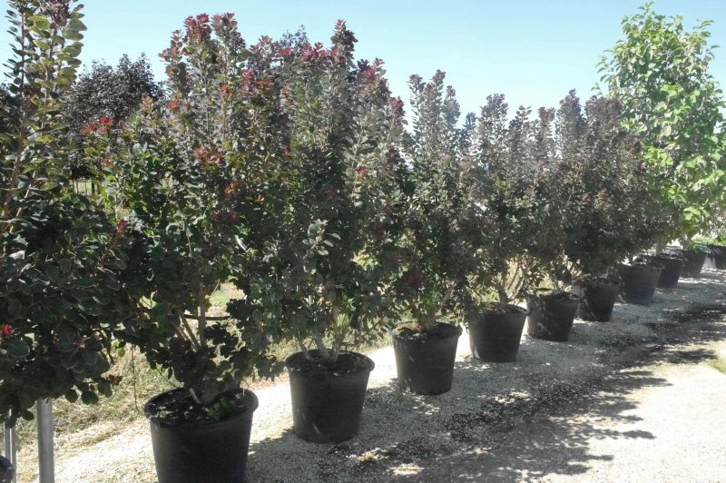 Cotinus Coggygria 'Royal Purple' - Afbeelding 3