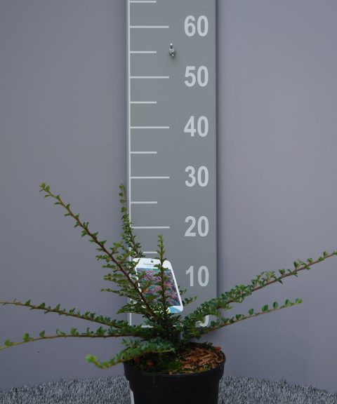 Cotoneaster Horizontalis
