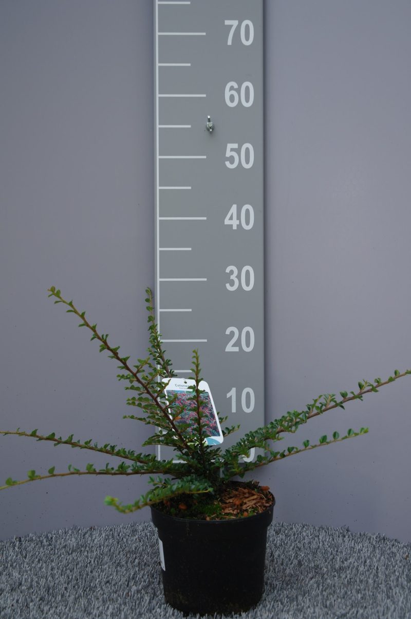 Cotoneaster Horizontalis