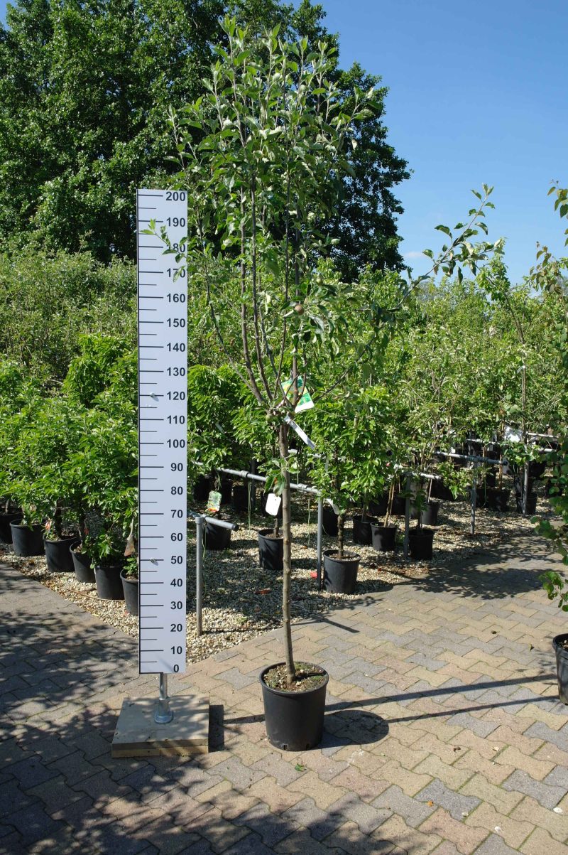 Malus Cox Orange Appel - Afbeelding 4