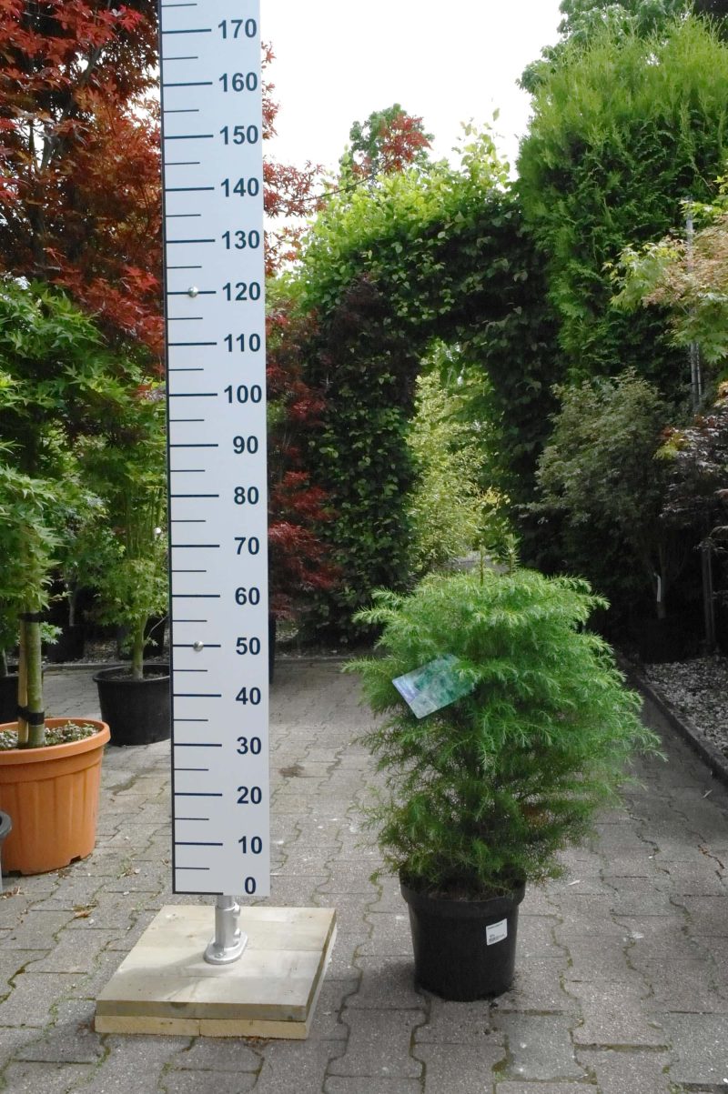 Cryptomeria Jap.Elegans Viridis