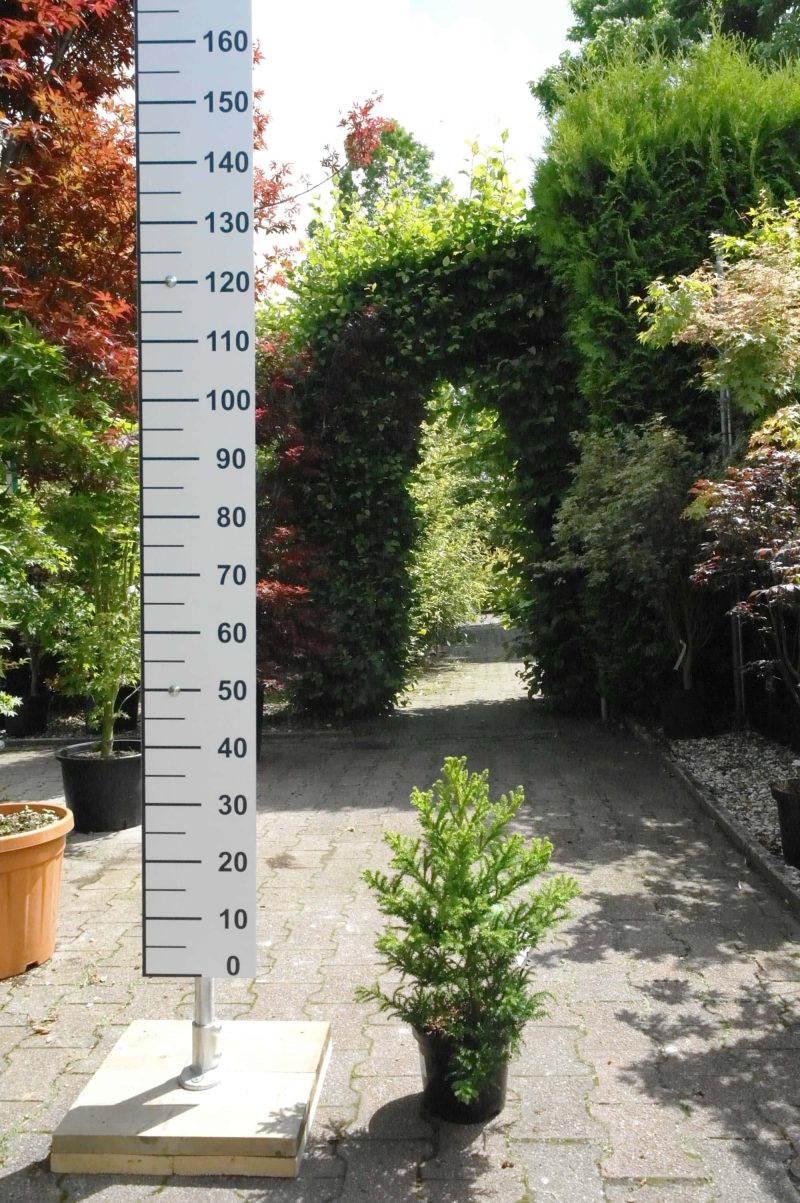 Cryptomeria Jap. Jindai - Afbeelding 2