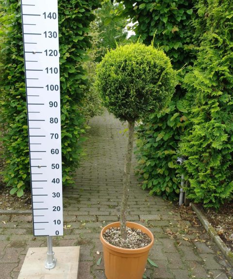 Cupressocyparis Leylandii cwg op stam 80/90 cm